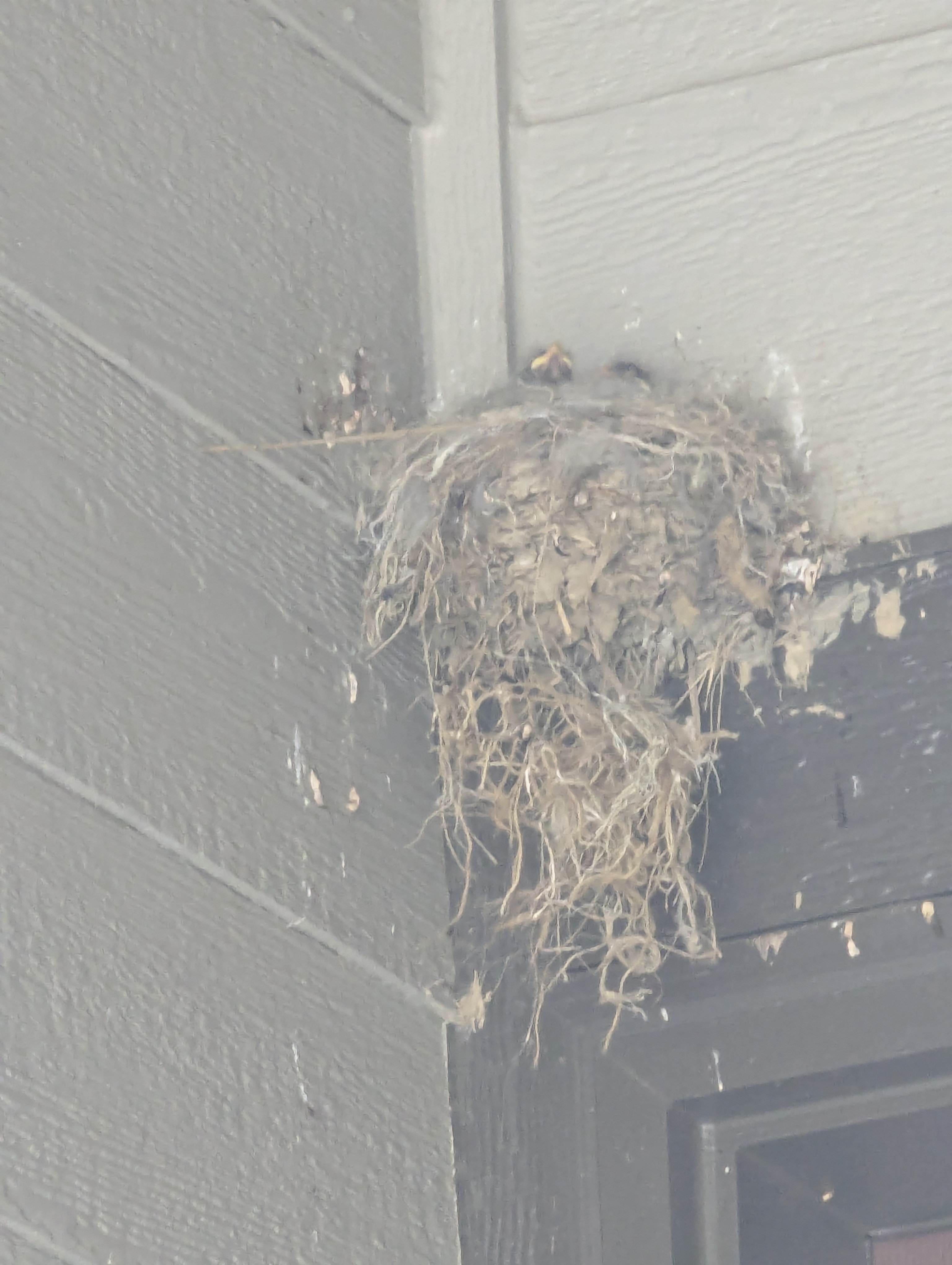 Say's Phoebe, Morrison, Colorado, baby bird